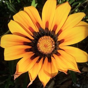 Meet your Posher, Audrey